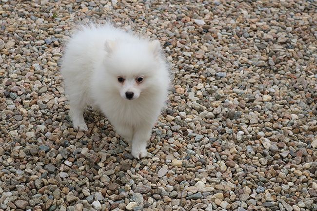 Des Dragons Maya - Chiots disponibles - Spitz allemand