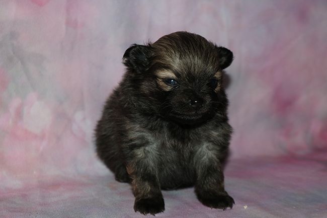 Chiot Spitz allemand Des Dragons Maya