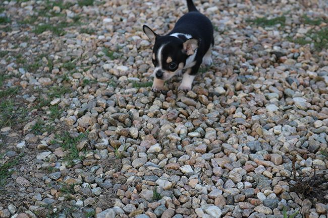 Des Dragons Maya - Chiots disponibles - Chihuahua