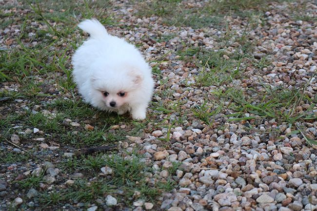 Chiot Spitz allemand Des Dragons Maya