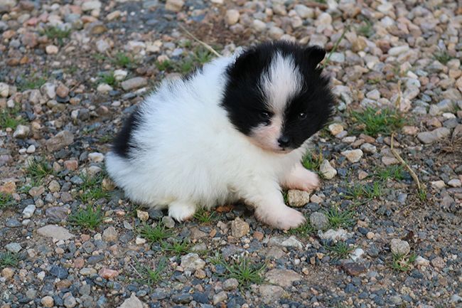 Des Dragons Maya - Chiots disponibles - Spitz allemand