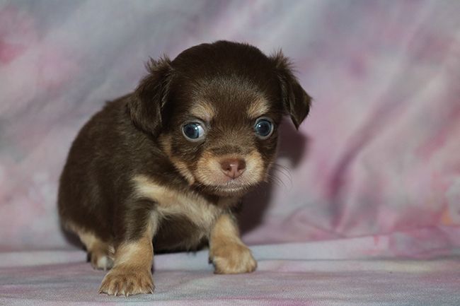 Des Dragons Maya - Chiots disponibles - Chihuahua